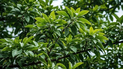 Obraz premium Leafy deciduous tree producing butterfly-shaped flowers in summer and legumes in fall