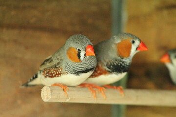 pair of spotted african finch birds