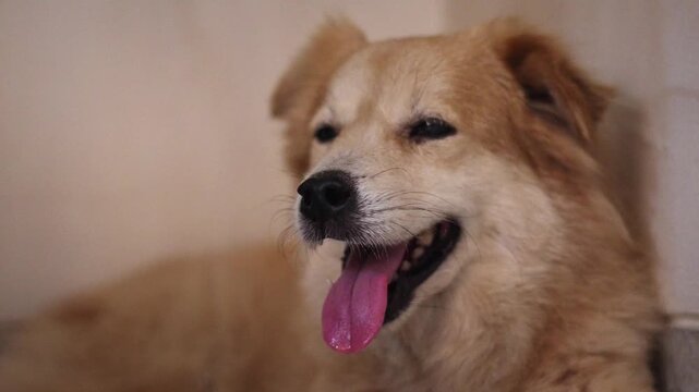 Close-Up of Happy Female Golden Retriever Dog Relaxing Indoors