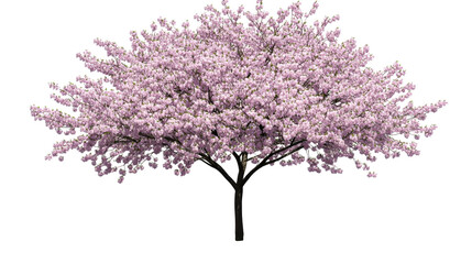 Blooming cherry tree with pink flowers on transparent background