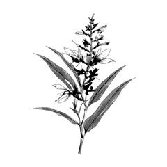 This vintage design element, showcasing a ginger tropical flower, is offered as a hand-drawn, modern illustration, complete with a botanical sketch of the exotic plant, available in colored and