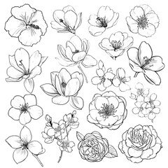 A modern set of hand-drawn illustrations in black and white showcases hibiscus, plum, peach, sakura, magnolia, and camellia japonica flowers