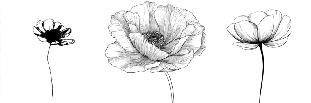 The modern illustration features an anemone windflower in a continuous line art drawing style, presented as a black linear sketch isolated on a white background