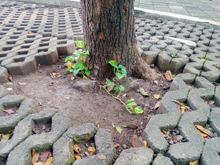 Cement bricks with leaf litter and tree. Patterned cement brick background.