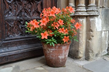 Colorful orange azaleas bloom in a rustic pot near an intricate wooden door in a historical location