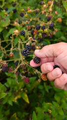 man collecting blackberries in nature