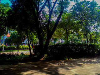 View of shady trees in the park. Beautiful and green trees.