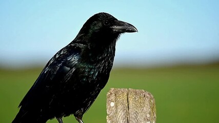 A crow perches on a weathered wooden post against a blurred green and blue backdrop - Powered by Adobe