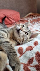 Small grey kitten playing at home. 