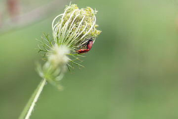 Graphosoma Lineatum ,insect, ladybug, nature, ladybird, bug, red, macro, leaf, grass, plant,...