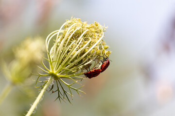 Graphosoma Lineatum ,insect, ladybug, nature, ladybird, bug, red, macro, leaf, grass, plant,...