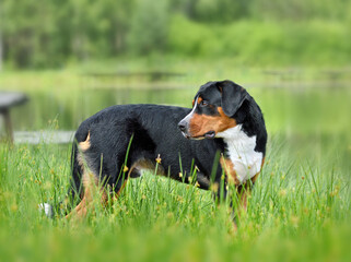 Beautiful Greater Swiss Mountain Dog