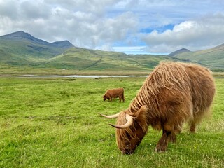 Highland Cow Grazing in the Scottish Highlands