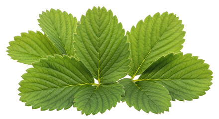 Isolated Strawberry Leaves