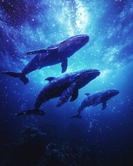 Three whales swim in a vibrant blue underwater scene.  Stars and light illuminate the deep ocean, creating a magical atmosphere