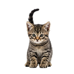 Obraz premium Cute tabby kitten sitting and looking directly at the camera 