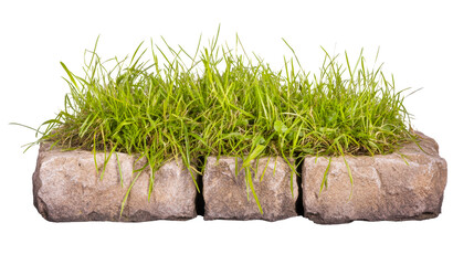Grass growing on stones with a clear background