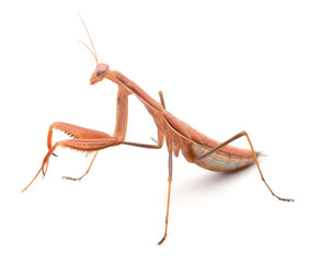 Brown praying mantis isolated on white background