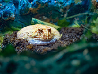ハノイの水族館