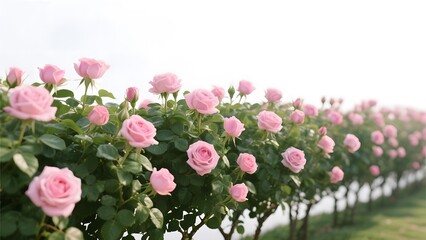 A row of delicate pink roses blooming in a garden with a soft white sky background