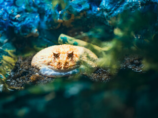 ハノイの水族館