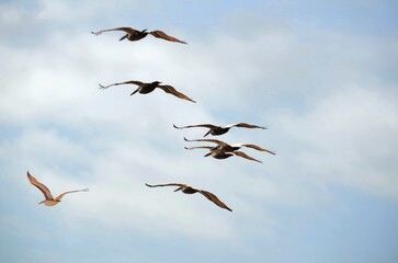 Flock of pelicans in flight