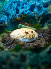 ハノイの水族館