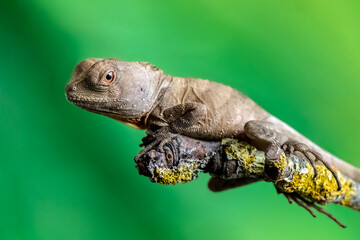 Juvenile female Boyd's forest dragon on a branch in a terrarium. Hypsilurus boydii, Loiret 45,...