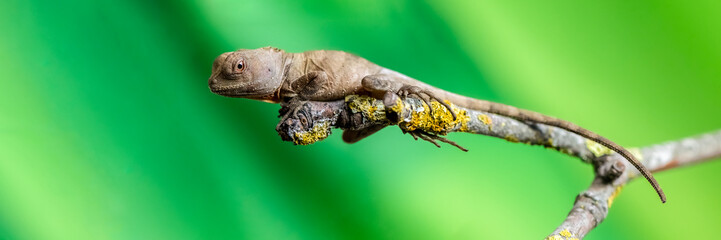 Juvenile female Boyd's forest dragon on a branch in a terrarium. Hypsilurus boydii, Loiret 45,...