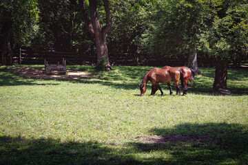 Grazing in the Meadow 2