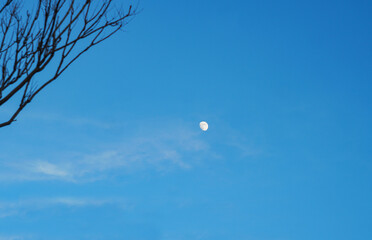 A crescent moon is visible behind the tree branches in the blue sky
