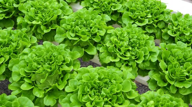 Top view rows of vibrant green lettuce flourish in a controlled indoor environment, showing the benefits of hydroponic farming techniques for healthy produce growth