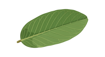 Fototapeta premium Green Oval Leaf Vector – Natural Botanical Illustration with Symmetrical Veins 