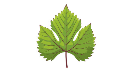 Fototapeta premium Green Serrated Leaf Vector – Detailed Botanical Illustration 