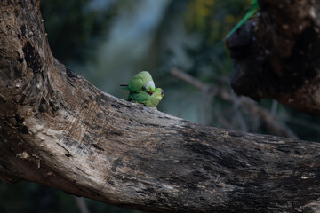 Pair of rose ringed parakeets interacting near a tree hollow, with vibrant plumage and red beaks. Exotic parrots displaying bonding behavior in natural habitat