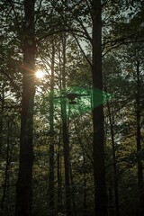 Autonomous AI forest monitoring drone hovering among tree canopy capturing multispectral overlays and data visualization in natural tech fusion