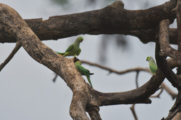 Three of rose ringed parakeets interacting near a tree hollow, with vibrant plumage and red beaks. Exotic parrots displaying bonding behavior in natural habitat