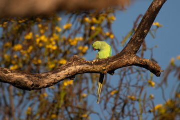 A vibrant Rose ringed parakeet perched on a weathered  tree branch, with soft blurred background. Colorful parrot with red beak and vibrant feathers in natural habitat.
