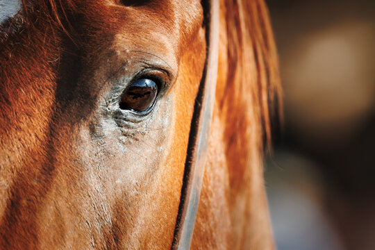 Sunset in the Eye - Powered by Adobe