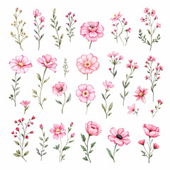 pink rose flowers