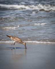 Willet at Vilano Beach