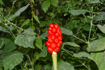 ripe Berries of Lords and Ladies resp.Arum maculatum,Rhineland,Germany
