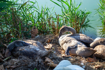 Cygnets nestled on the ground near a pond, surrounded by reeds, basking in afternoon sunlight. The...