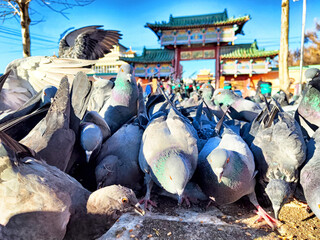 Pigeons gather and feed in front of a traditional Chinese gate on a sunny day in an urban park