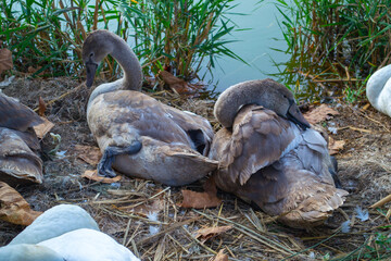 Two young swans rest peacefully on a bed of dry leaves and grass by the water's edge. Surrounded by reeds, they exhibit contentment in their natural habitat.