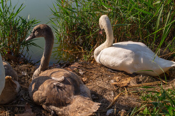 Swans and cygnets are relaxing by a pond's edge, surrounded by reeds and foliage. The adult swan and its young cygnets exhibit peaceful and calm behavior in their natural habitat.