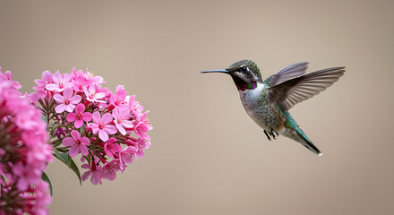 Fototapeta premium Hummingbird feeding on vibrant pink blossoms, capturing delicate motion and natural beauty in a serene floral environment 