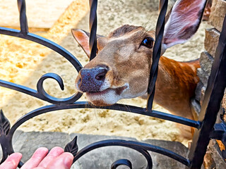 Deer approaches person through ornate metal gate at wildlife park during sunny day