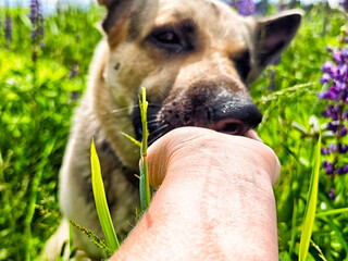 German Shepherd interacts playfully with owner in a vibrant green field of flowers on a sunny day