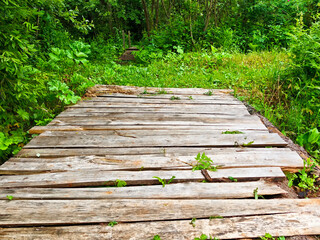 Rustic wooden pathway leads through lush greenery in a serene forest setting during daytime